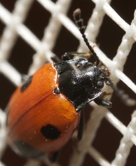 Endomychus biguttatus