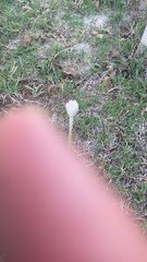 Zephyranthes chlorosolen