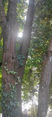 Laurus nobilis