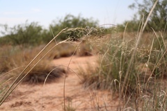 Sporobolus flexuosus