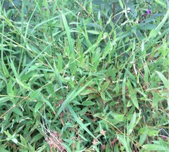 Persicaria sagittata