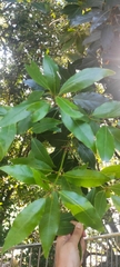 Laurus nobilis