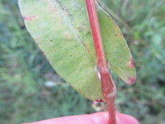 Persicaria sagittata