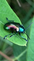 Chrysochus auratus