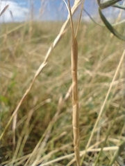 Aegilops cylindrica