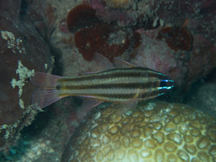 Ostorhinchus angustatus