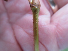 Persicaria sagittata