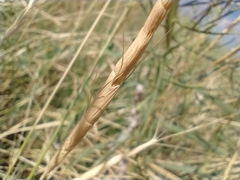Aegilops cylindrica