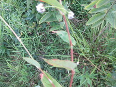 Persicaria sagittata