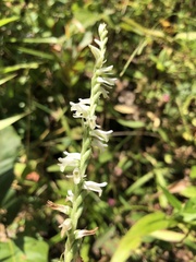 Spiranthes vernalis