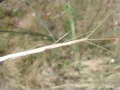 Aegilops cylindrica