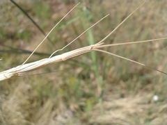 Aegilops cylindrica