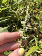 Spiranthes vernalis