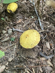 Suillus americanus