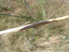 Aegilops cylindrica