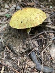 Suillus americanus