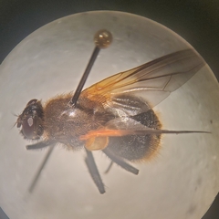 Mesembrina decipiens