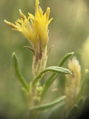 Ericameria parryi