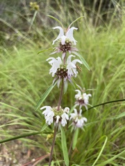 Monarda citriodora austromontana