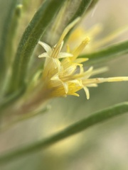 Ericameria parryi