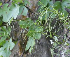 Pseudoturritis turrita