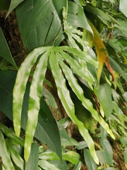 Lygodium circinnatum