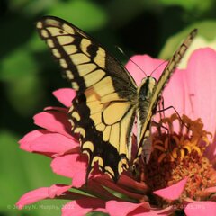 Papilio machaon oregonius