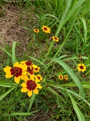 Coreopsis tinctoria