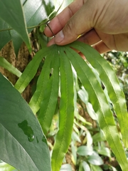 Lygodium circinnatum