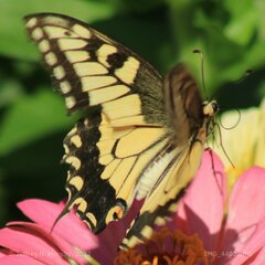 Papilio machaon oregonius