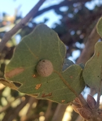 Cynips multipunctata