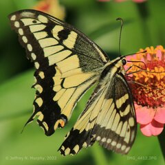Papilio machaon oregonius