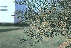 Callitris rhomboidea