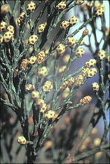 Callitris rhomboidea