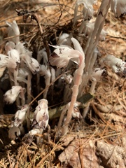 Monotropa