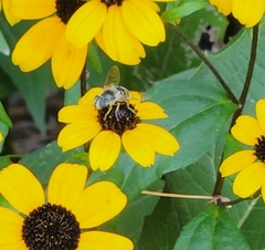 Eristalis stipator