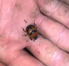 Bolbocerosoma farctum