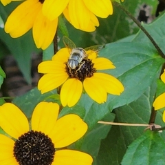 Eristalis stipator