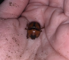 Bolbocerosoma farctum