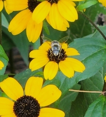 Eristalis stipator