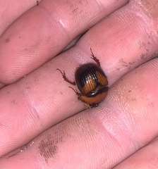 Bolbocerosoma farctum