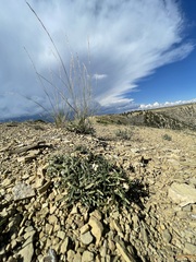 Erigeron nematophyllus