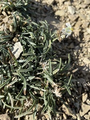 Erigeron nematophyllus