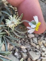 Erigeron nematophyllus