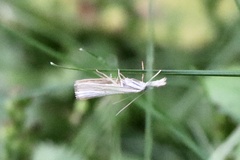Agriphila vulgivagellus