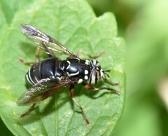 Spilomyia fusca
