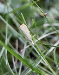 Agriphila vulgivagellus