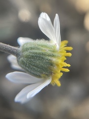 Erigeron nematophyllus