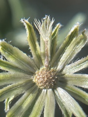 Erigeron nematophyllus