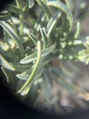 Erigeron nematophyllus